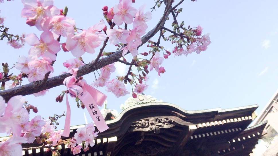 桜神宮】(sakurajingu) 古式神道を受け継いでいるパワースポットで桜の